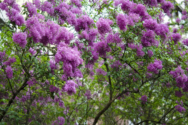 Обои картинки фото цветы, сирень, фиолетовая