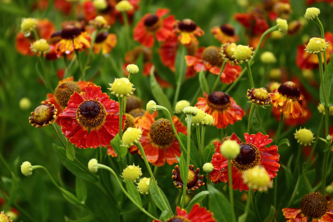 Обои картинки фото цветы, гелениум, август, дача, дождь, лето, сад