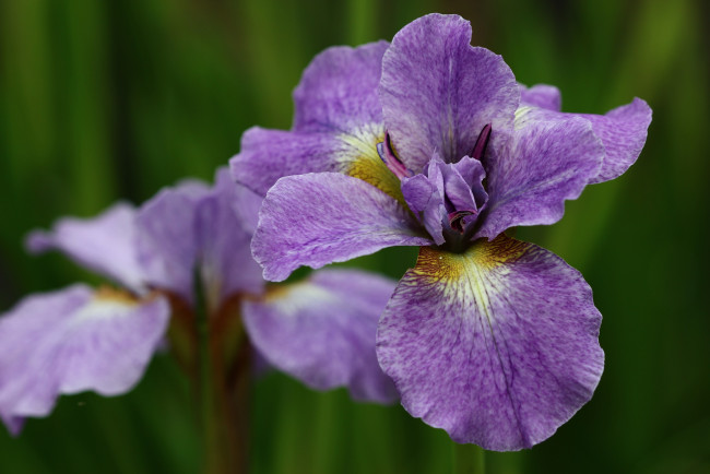 Обои картинки фото цветы, ирисы, дача, сибирские, июнь, лето, сад