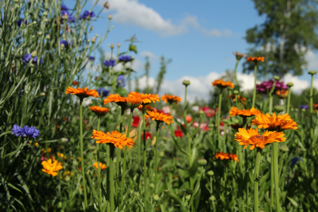 Обои картинки фото цветы, календула, июль, васильки, лето, природа, дача