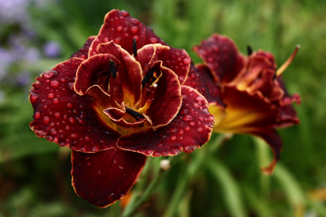 Обои картинки фото цветы, лилии,  лилейники, август, дача, дождь, капли, дождя, лето, лилейники