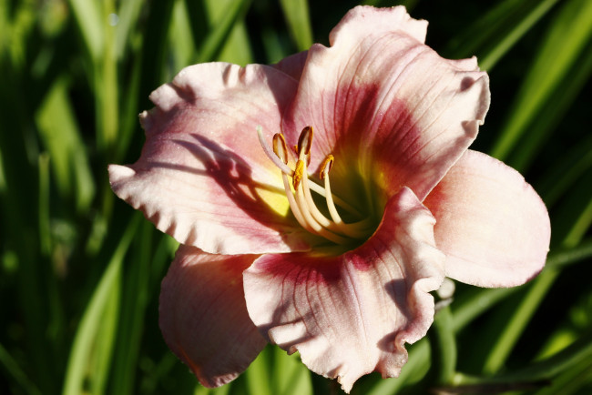 Обои картинки фото цветы, лилии,  лилейники, август, дача, красота, лето, лилейники, макро, природа, сад, солнце, утро, флора, цветение