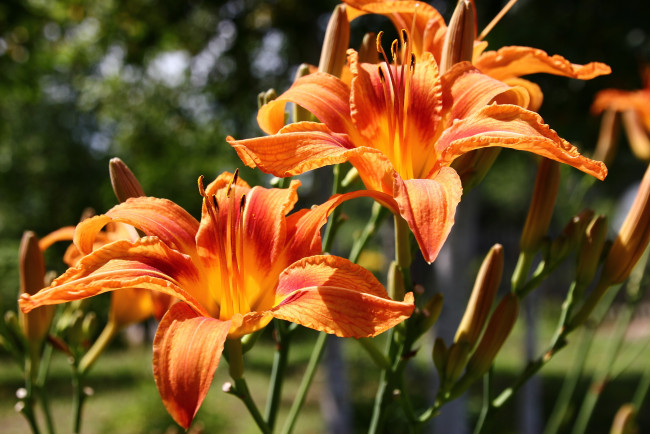 Обои картинки фото цветы, лилии,  лилейники, дача, июль, красота, лето, лилейники, природа, сад, солнце, флора, цветение