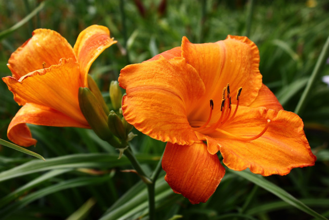 Обои картинки фото цветы, лилии,  лилейники, дача, лето, лилейники, рц, сад, цк