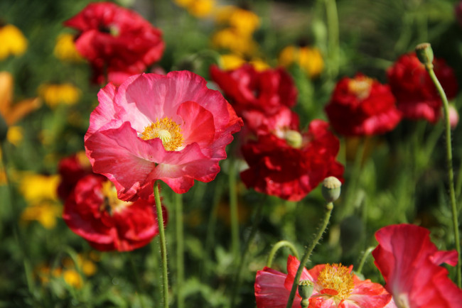 Обои картинки фото цветы, маки, сад, лето, июль, дача