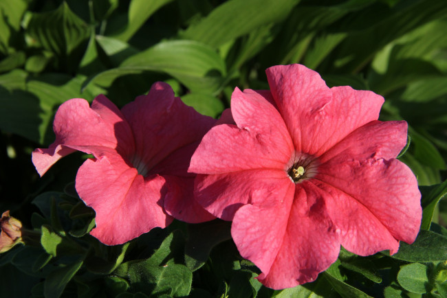 Обои картинки фото цветы, петунии,  калибрахоа, лето, июнь, дача, сад