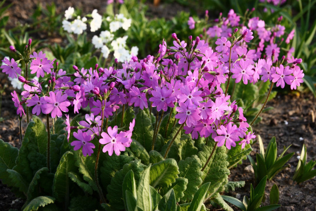 Обои картинки фото цветы, примулы, цветение, сад, примула, мбг, весна, дача, май