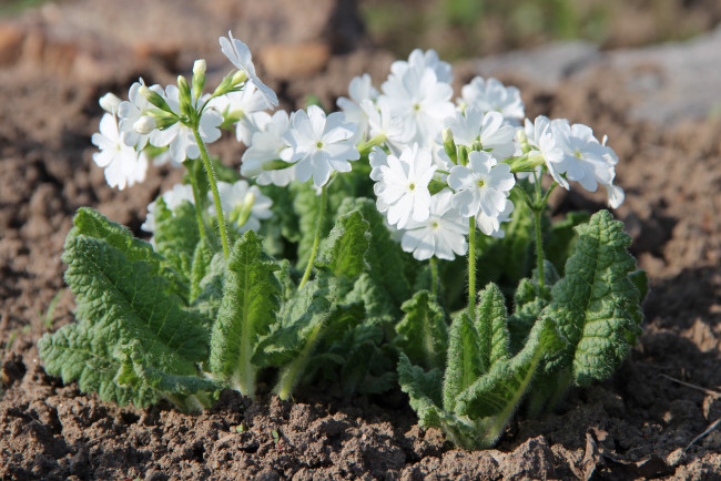 Обои картинки фото цветы, примулы, весна, красота, май, примула