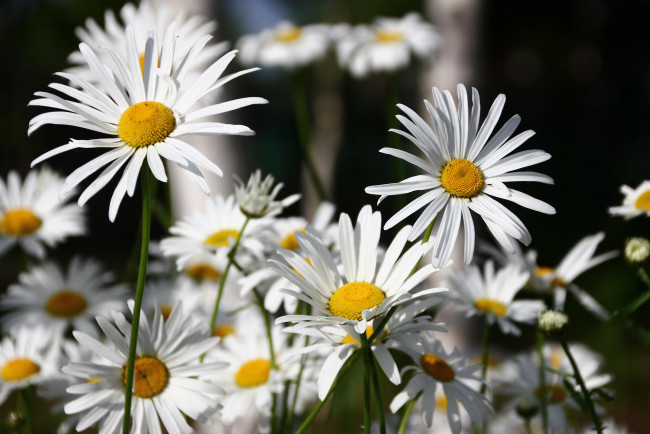 Обои картинки фото цветы, ромашки, ромашка, лепестки, цветение, белая