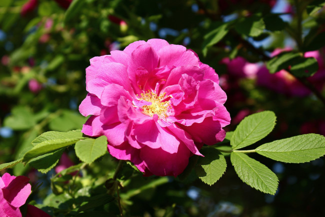 Обои картинки фото цветы, шиповник, дикая, роза, июнь, лето, солнце, цветение, цк