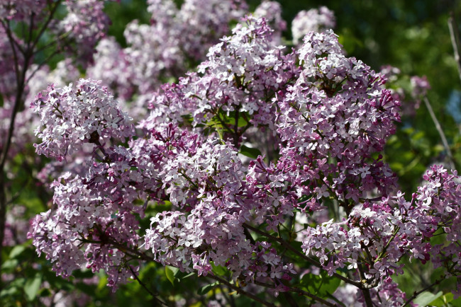 Обои картинки фото цветы, сирень, сад, весна, дача, май, цветение