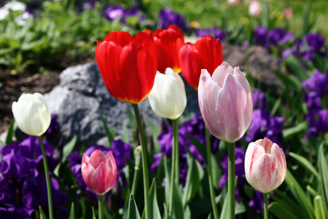 Обои картинки фото цветы, тюльпаны, бутоны, лепестки, цветение, капли