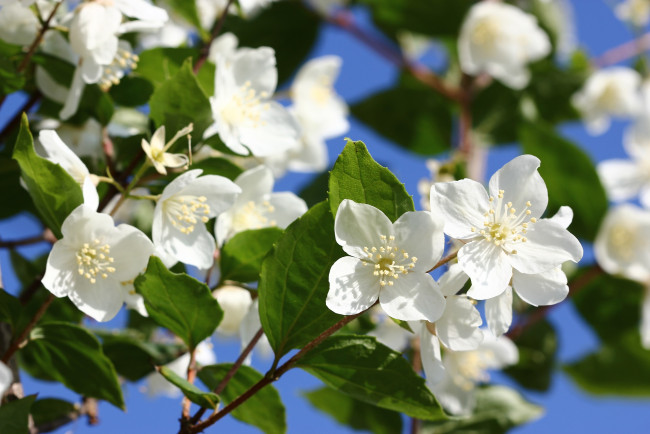 Обои картинки фото цветы, жасмин, цветущие, кустарники, июнь, чубушник, цветение