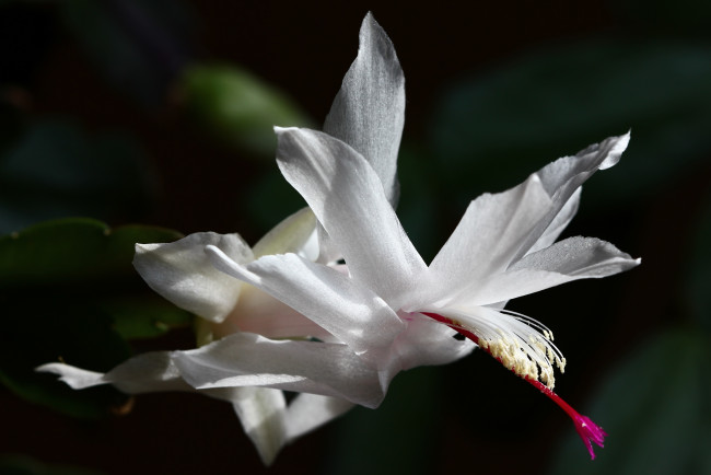 Обои картинки фото декабристы, цветы, кактусы, весна, домашние, красота, лесные, март, дома, на, окне, шлюмбергера