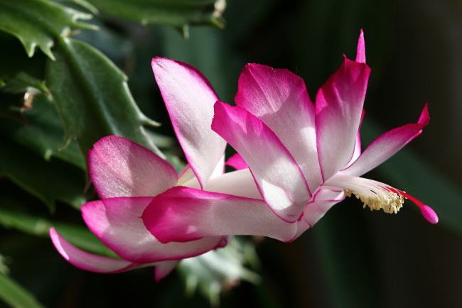 Обои картинки фото декабристы, цветы, кактусы, весна, домашние, красота, лесные, март, дома, на, окне, шлюмбергера