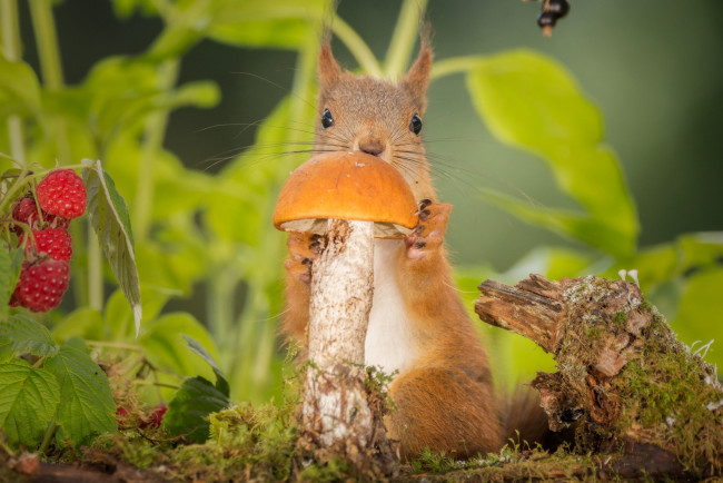 Обои картинки фото животные, белки, ягоды, природа, листья, грызун, белка, зверёк, гриб, малина, животное
