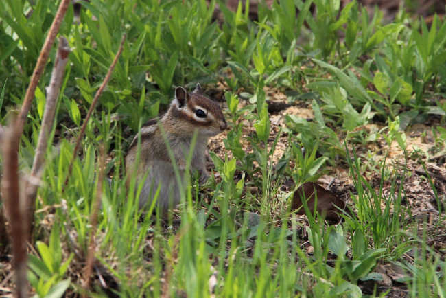 Обои картинки фото животные, бурундуки, грызуны, весна, май, дача, дальний, восток, хабаровск