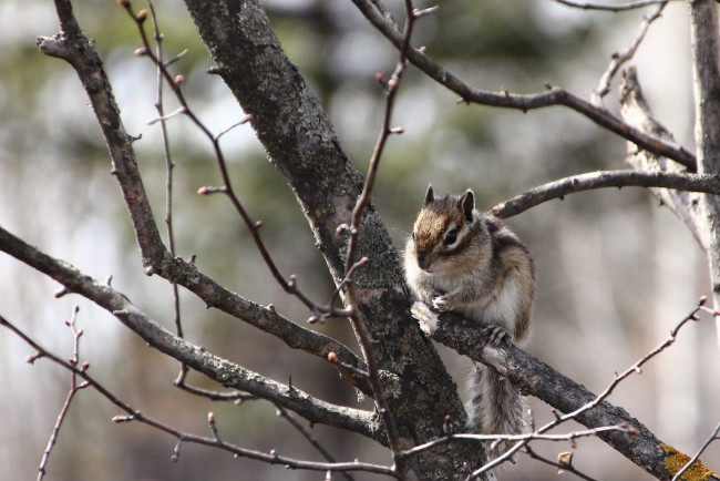 Обои картинки фото животные, бурундуки, весна, грызуны, дальний, восток, дача, дикие