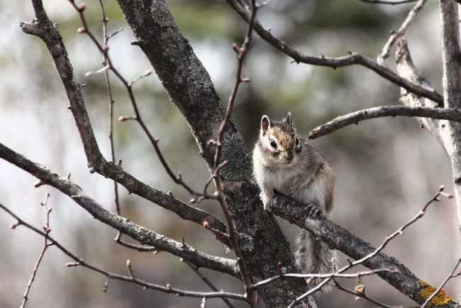 Обои картинки фото животные, бурундуки, весна, грызуны, дальний, восток, дача, дикие