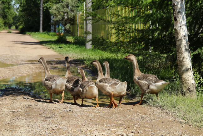 Обои картинки фото животные, гуси, птицы, дача, лето, деревня