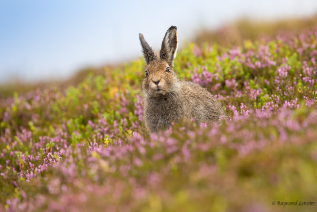 Обои картинки фото животные, кролики,  зайцы, фон, ушки, травка, кролик