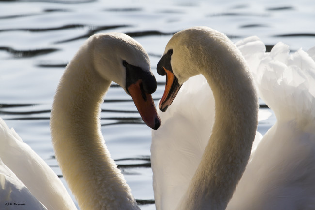 Обои картинки фото животные, лебеди, лебедь, окрас, перья, птица