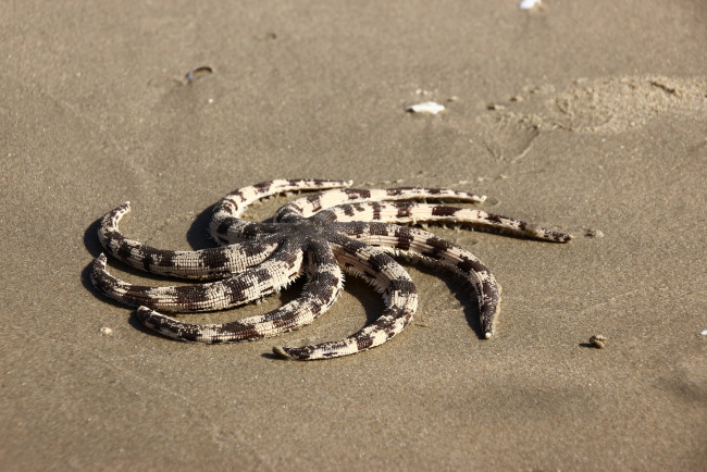 Обои картинки фото животные, морские звёзды, вьетнам, море, морская, звезда, морские, обитатели, муйне, путешествия, фантьет, южно-китайское