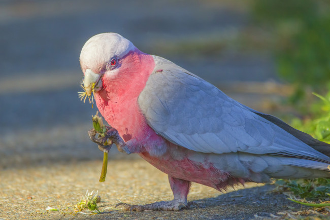 Обои картинки фото животные, попугаи, клювик, перья, окрас, попугай, птица