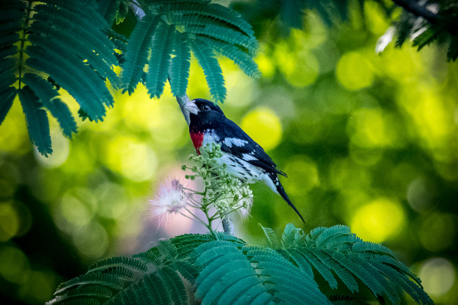 Обои картинки фото животные, птицы, птица, окрас, перья, забавная