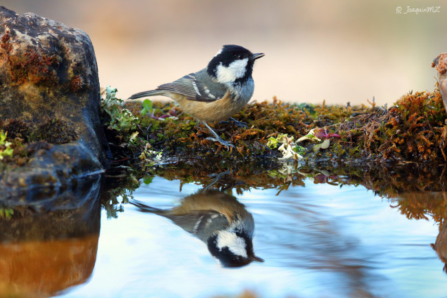 Обои картинки фото животные, птицы, птица, перья, окрас