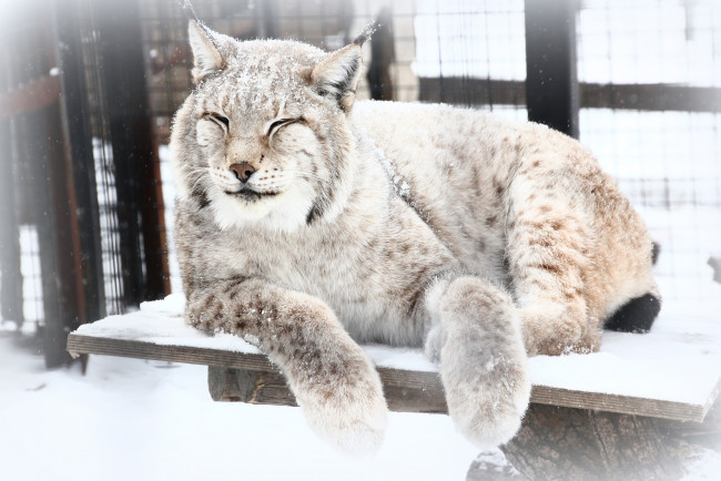 Обои картинки фото животные, рыси, рысь, зима, зоопарк, снег, холод, животное