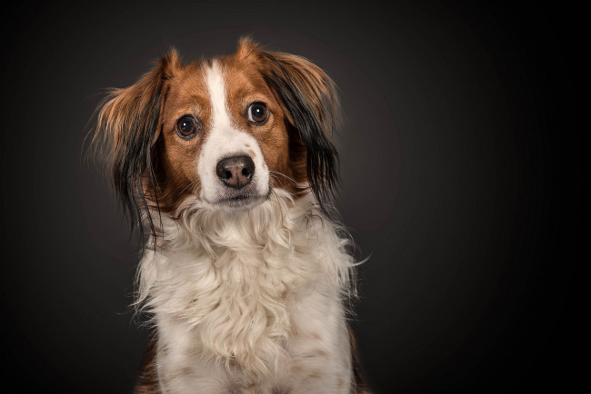 Обои картинки фото животные, собаки, собака, окрас, шерсть, порода, животное