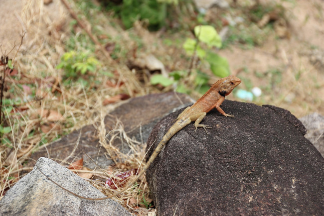 Обои картинки фото животные, Ящерицы,  игуаны,  вараны, вьетнам, пресмыкающиеся, путешествие, ящерицы