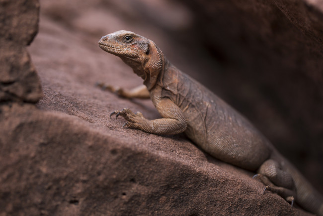 Обои картинки фото животные, Ящерицы,  игуаны,  вараны, ящерица, окрас, камень