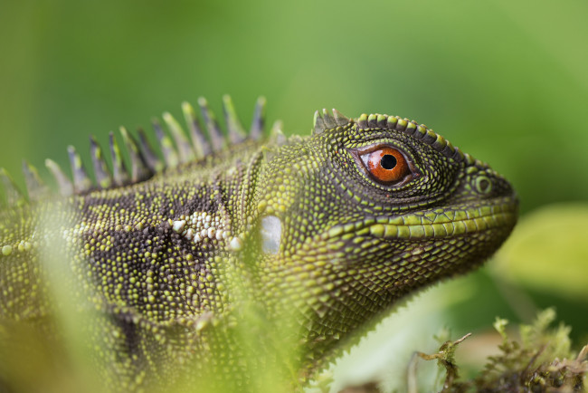 Обои картинки фото животные, Ящерицы,  игуаны,  вараны, ящерица, окрас, трава, макро