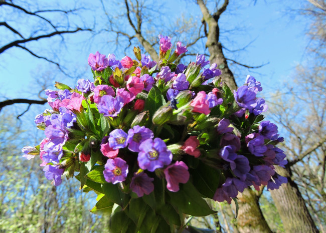 Обои картинки фото медуница, цветы, smithiantha, букет, весна, красота, лес, небо, фото