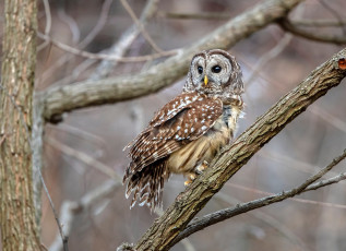 Картинка животные совы сова