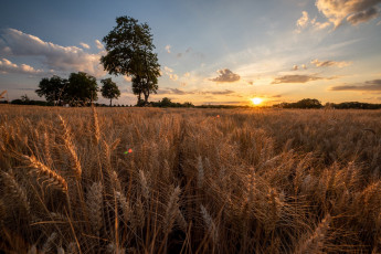 Картинка природа поля простор