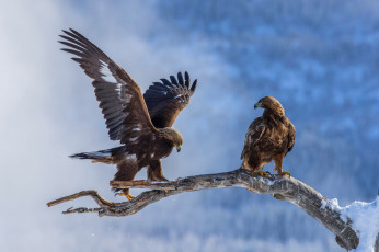 Картинка животные птицы+-+хищники орел