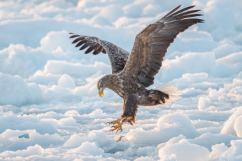 Картинка животные птицы+-+хищники ястреб