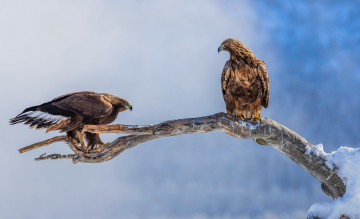 Картинка животные птицы+-+хищники орел