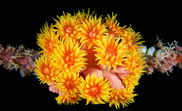 Картинка тубастрея животные морская+фауна кораллы актинии