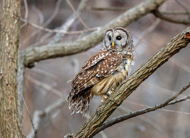 Обои картинки фото животные, совы, сова