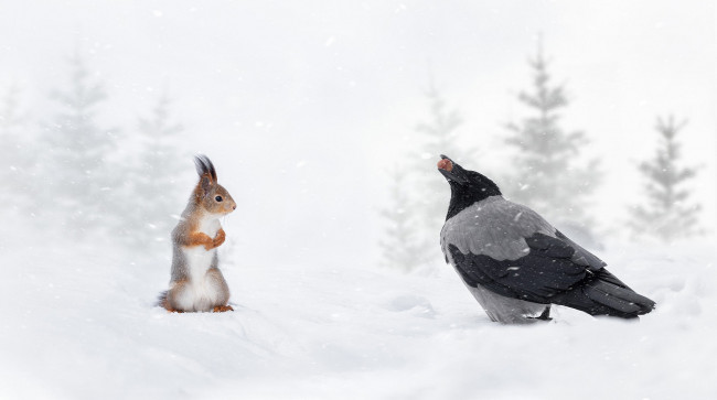 Обои картинки фото животные, разные вместе, ворона, белка, рыжая