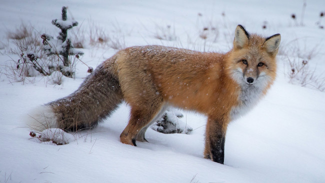 Обои картинки фото животные, лисы, лиса