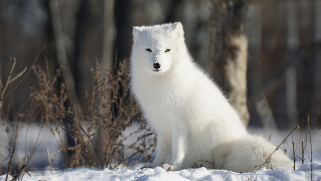 Обои картинки фото животные, песцы, песец
