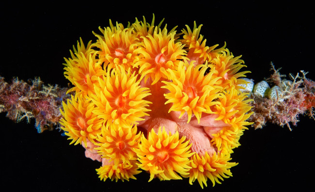 Обои картинки фото тубастрея, животные, морская фауна, кораллы, актинии