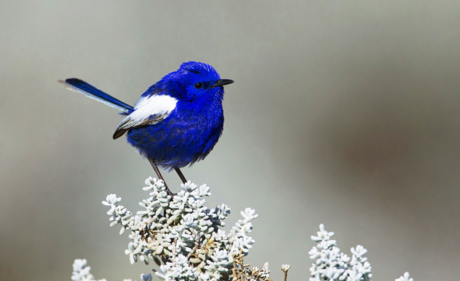 Обои картинки фото белокрылый расписной малюр, животные, птицы, ветка, птица