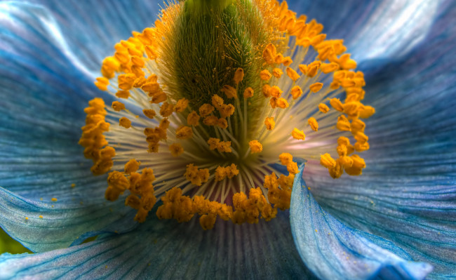 Обои картинки фото цветы, маки, тычинки