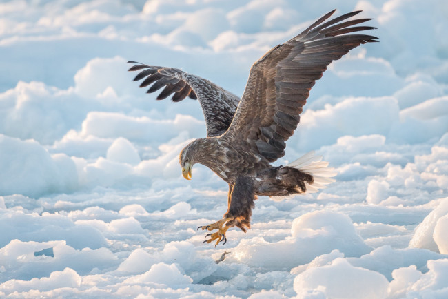 Обои картинки фото животные, птицы - хищники, ястреб